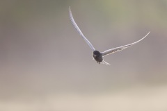 Zwarte Stern; Black Tern; Chlidonias niger