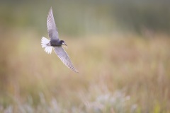 Zwarte Stern; Black Tern; Chlidonias niger