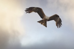 Zwarte Wouw; Black Kite; Milvus migrans