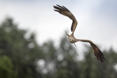 Zwarte Wouw; Black kite; Milvus migrans