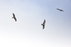 Zwarte Wouw; Black kite; Milvus migrans