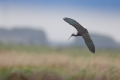 Zwarte ibis; Glossy ibis; Plegadis falcinellus