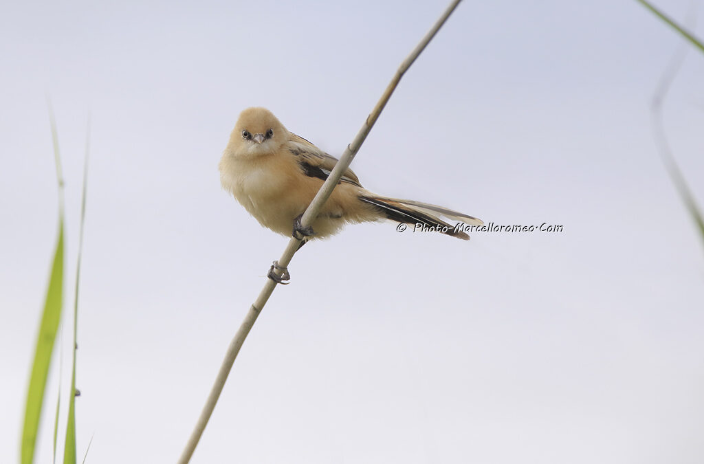 Baardman_Bearded Reedling_Panurus Biarmicus_Marcelloromeo_11184