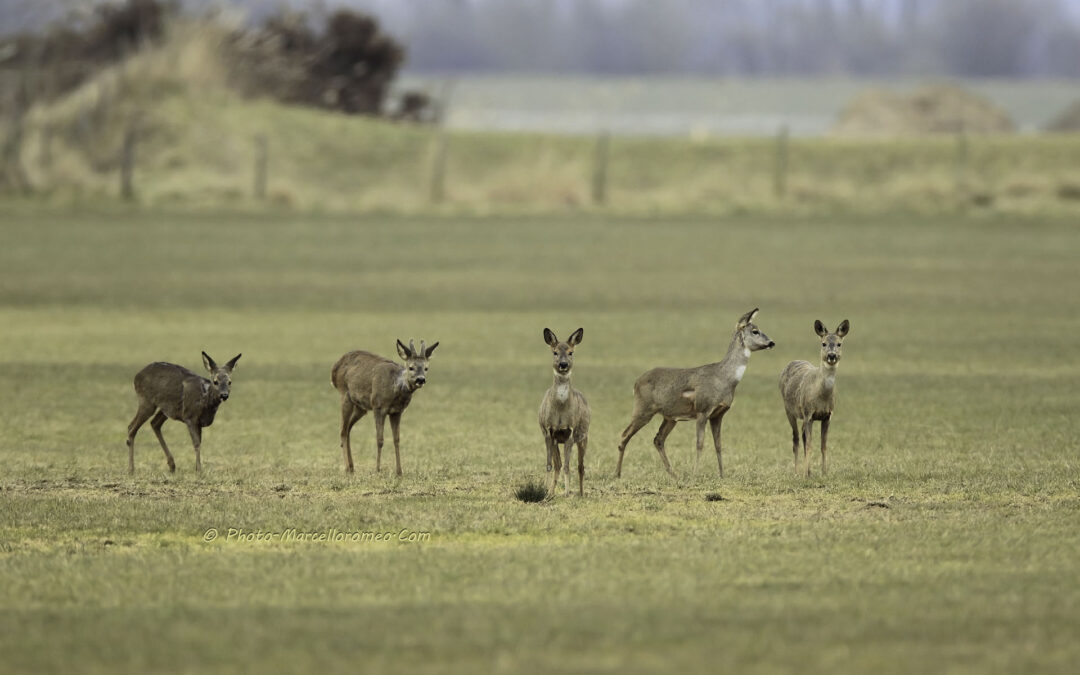 Reen_Roe Deer_Capreolus-Capreolus_marcelloromeo_2126