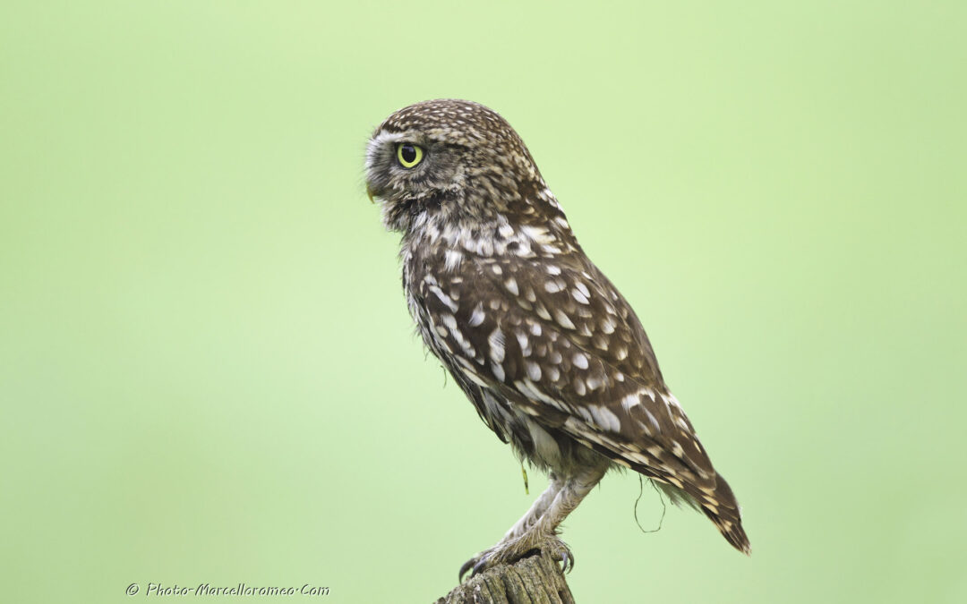 Steenuil_Little-Owl_Athene-Noctua_marcelloromeo_4124