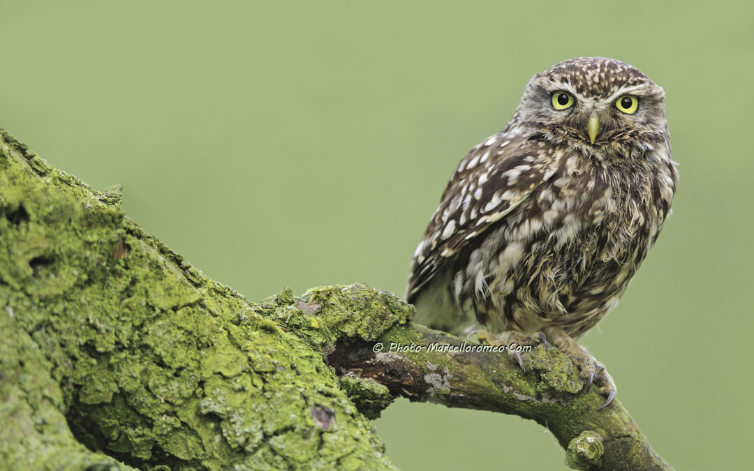 Steenuil_Little-Owl_Athene-Noctua_marcelloromeo_4134