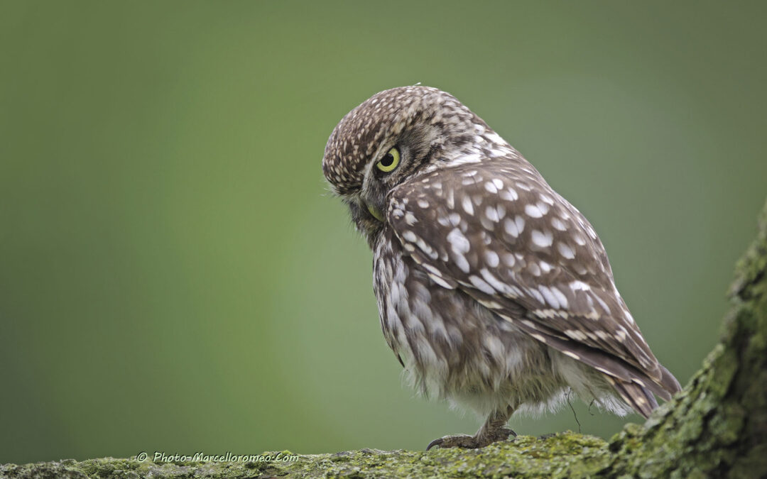 Steenuil_Little-Owl_Athene-Noctua_marcelloromeo_4138