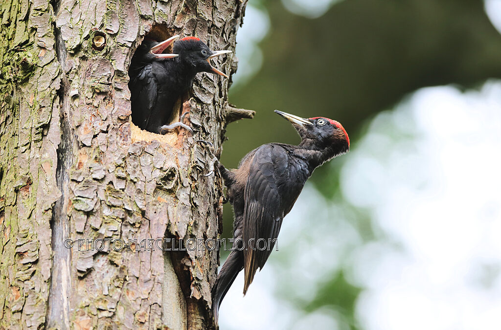 Male black Woodpecker is about to fedd the hungry young ones.